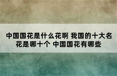 中国国花是什么花啊 我国的十大名花是哪十个 中国国花有哪些